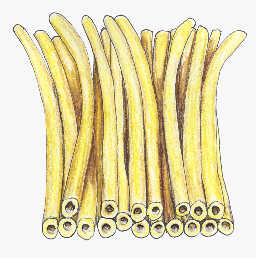 Bucattini Web Sm - Wood, HD Png Download