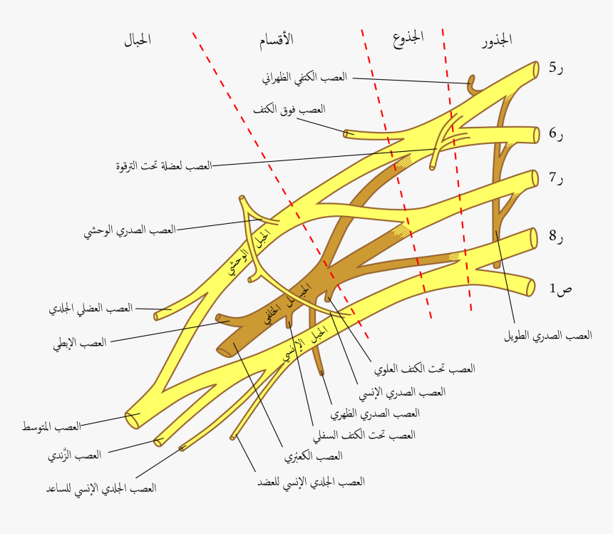 Brachial Plexus 2-2 - Brachial Plexus, HD Png Download