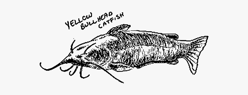 Yellow Bullhead Catfish - Yellow Bullhead, HD Png Download