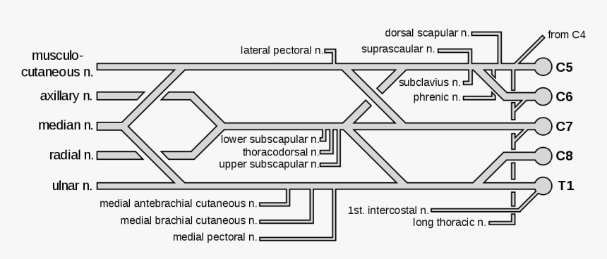 Brachial Plexus Color Coded, HD Png Download