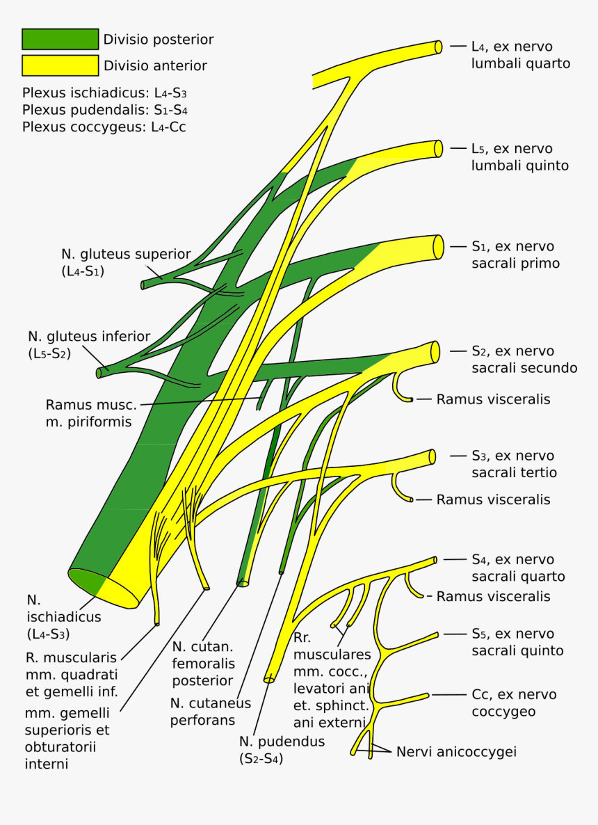 Sacral Plexus, HD Png Download