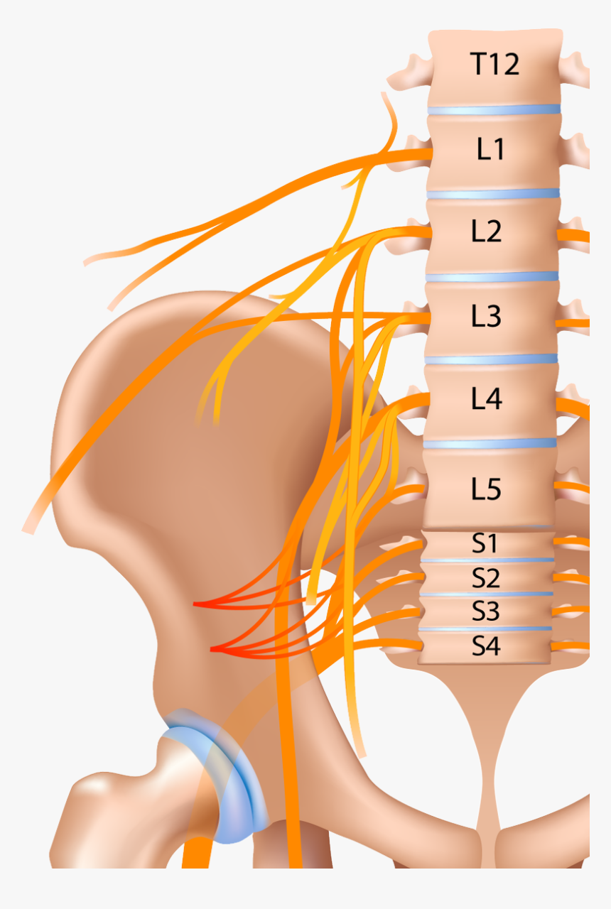 Illustration, HD Png Download