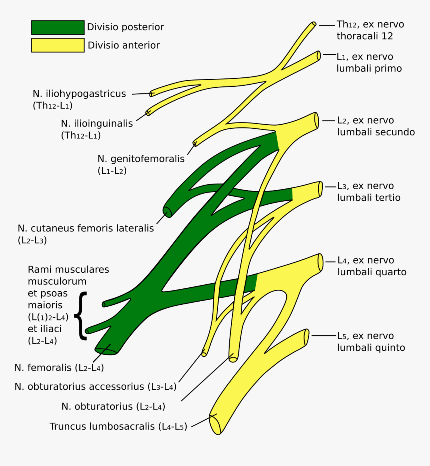 Lumbosacral Plexus, HD Png Download