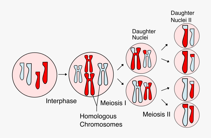 Meiosis Science, HD Png Download