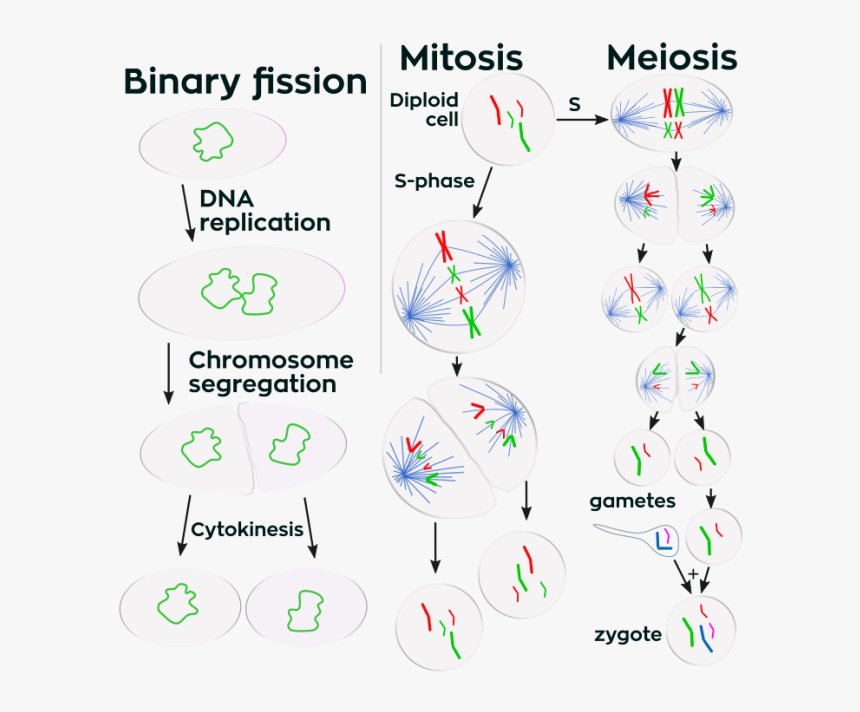 Meiosis A Level Biology Aqa, HD Png Download