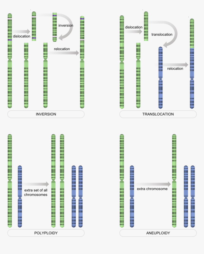 Chromosome-level Mutations - Nrg Stadium, HD Png Download