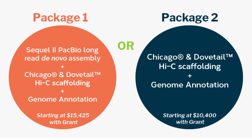 2019tofl Options - Circle, HD Png Download