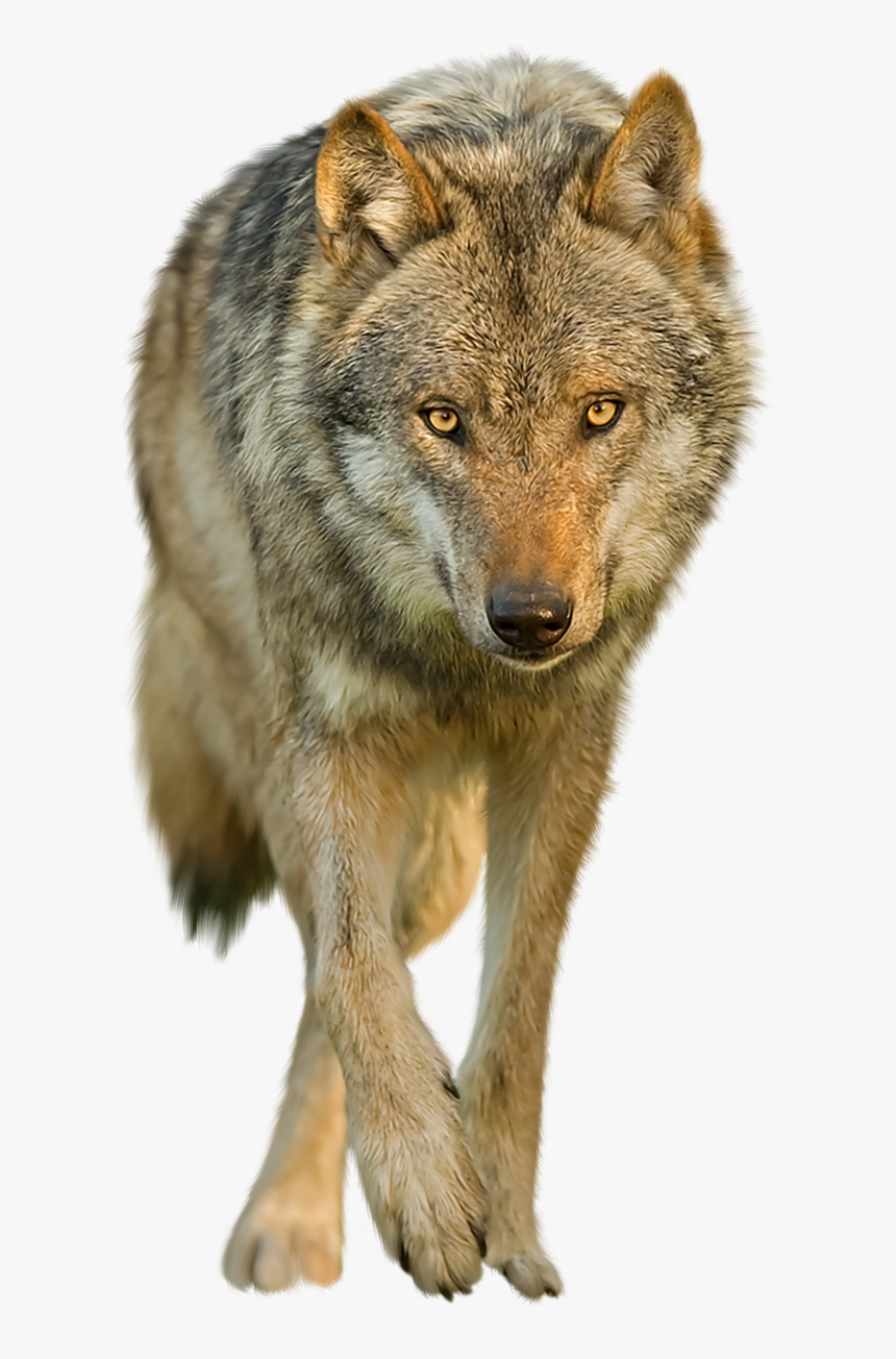 Thumb Image - Red Wolf Transparent Background, HD Png Download