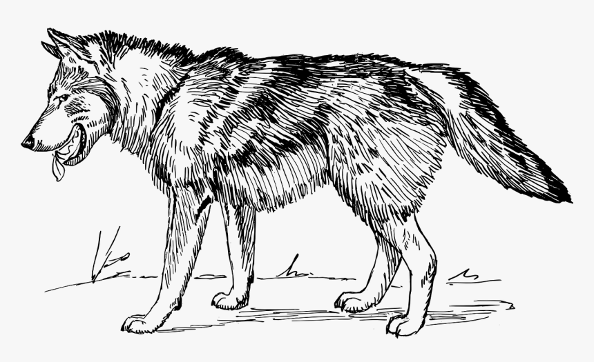 Wolf Line Drawing Transparent Png Image - Wolf Black And White, Png Download
