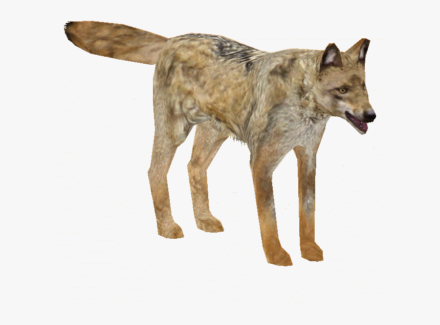 Indian Wolf - Coyote, HD Png Download