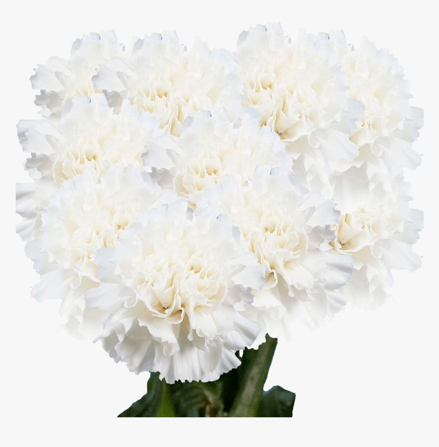 Common Peony, HD Png Download