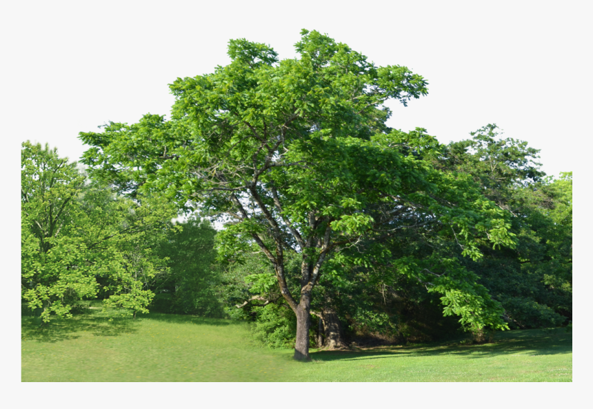 Forest Clearing Trees Png Background Stock - Green Background Trees Png, Transparent Png