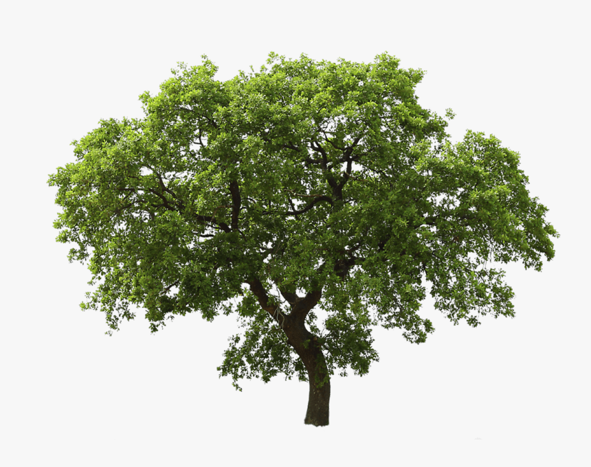 Tree Png Image - Tree Png Transparent, Png Download