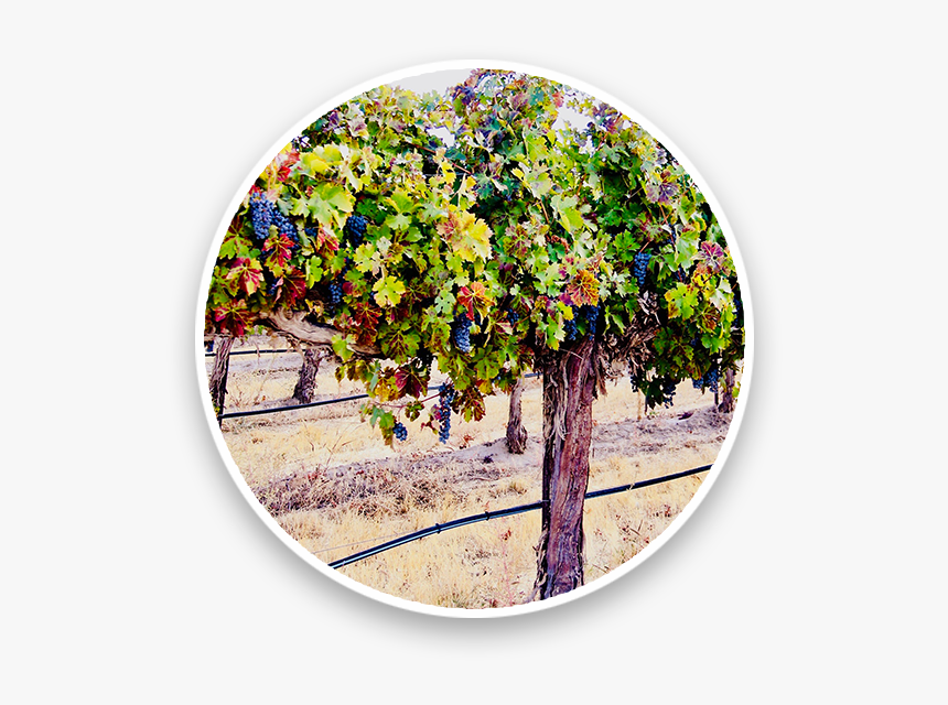 Dead Crow-old Wine2 - Circle, HD Png Download