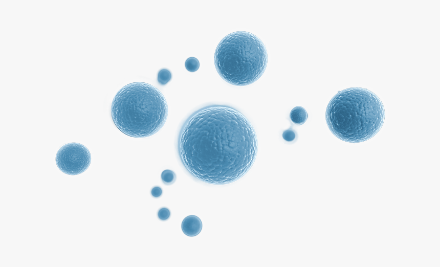 Thumb Image - Stem Cells Png, Transparent Png