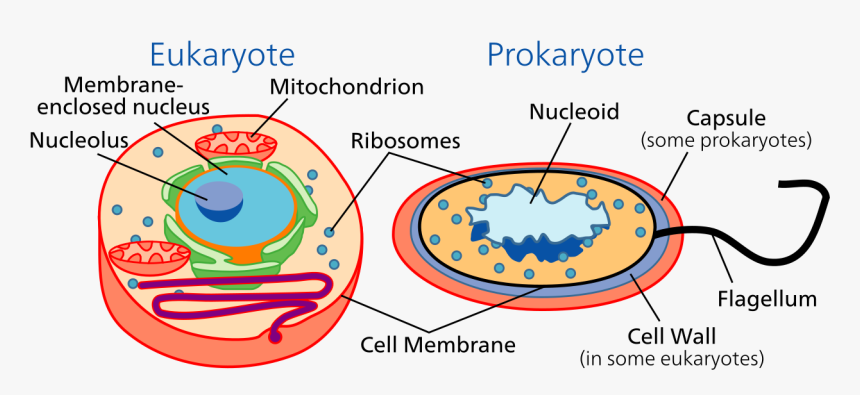 Prokaryotes And Eukaryotes, HD Png Download