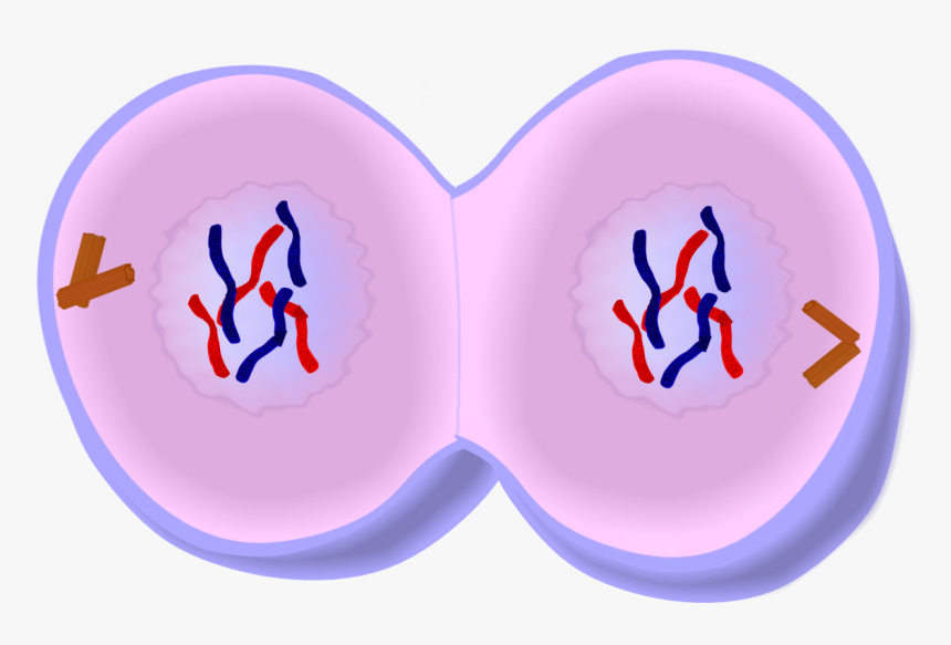 Early Telophase In Mitosis, HD Png Download