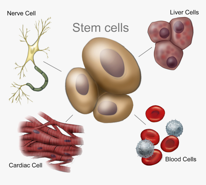 C7 Stemcellsnew Hires-1024x867 - Many Unspecialized Stem Cells, HD Png Download