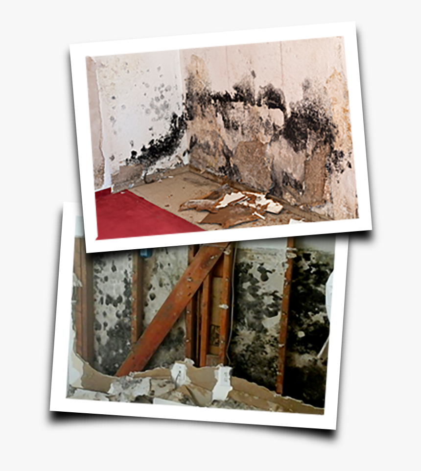 Moldpics Mold And Landlords, HD Png Download , Transparent Png Image