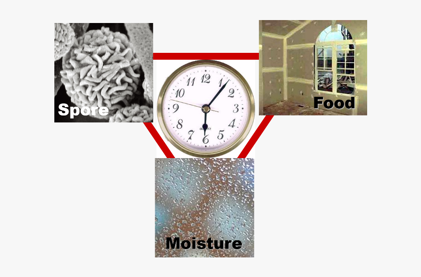 What Causes Mold To Grow - Quartz Clock, HD Png Download