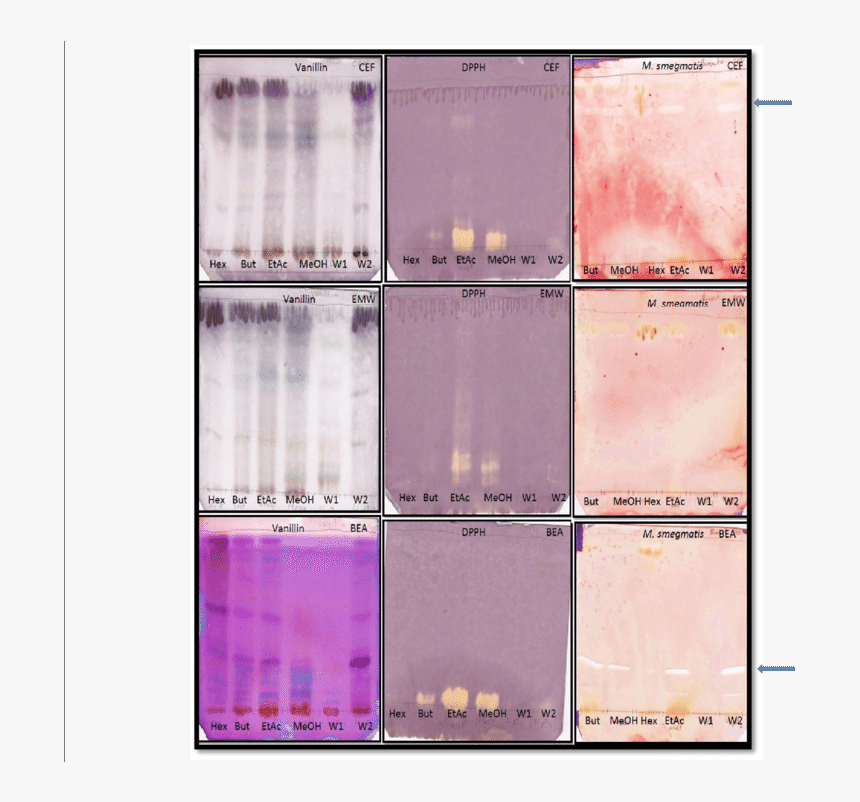 Lavender, HD Png Download