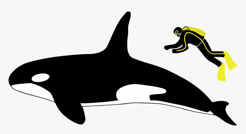 Diagram Showing A Killer Whale And Scuba Diver From - Orca Vs White Shark Size, HD Png Download