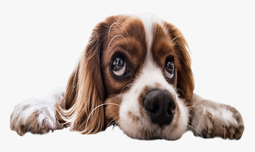 Sad Puppy Eyes Transparent Background Dog Image - Transparent Background Puppy Png, Png Download