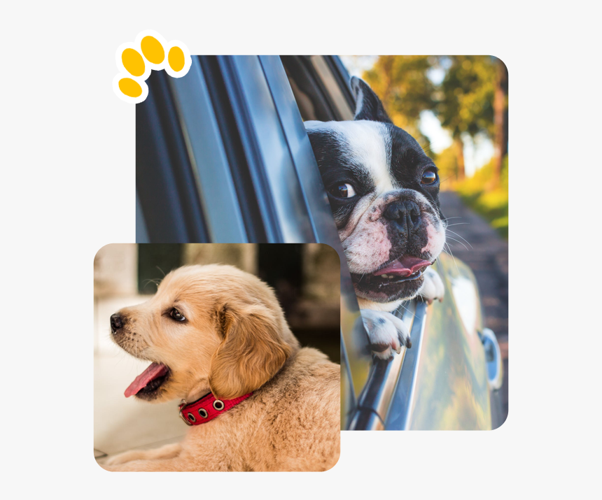 Golden Retriever Perfil Filhote, HD Png Download