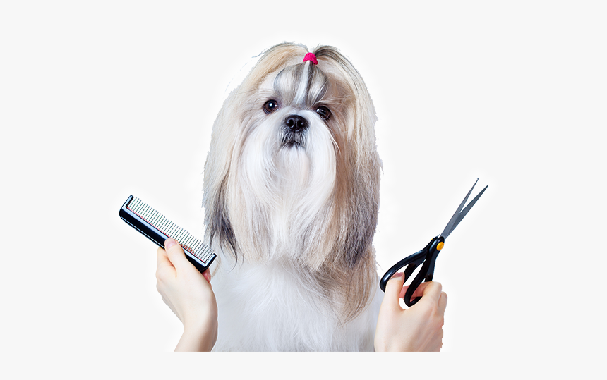 Banho E Tosa Pet, HD Png Download