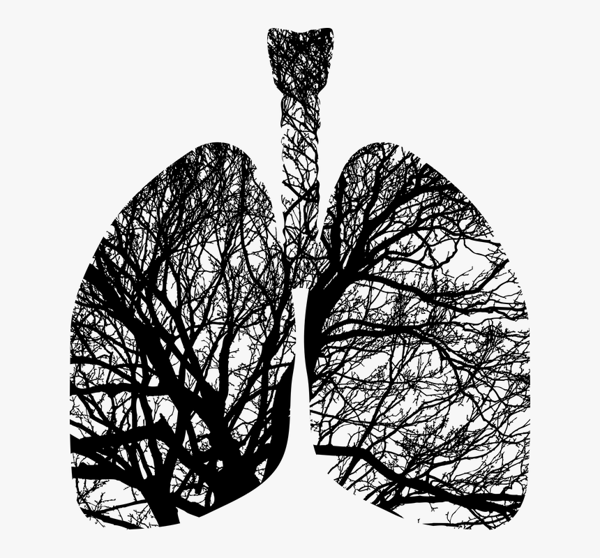 Lungs Trees, HD Png Download