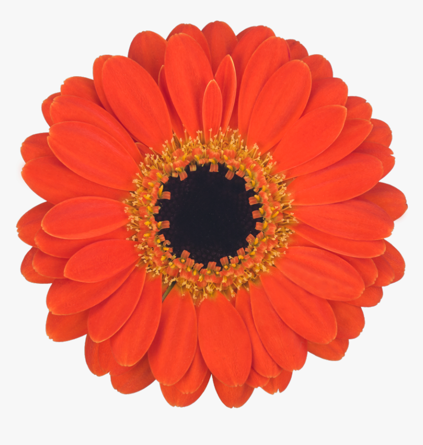 Barberton Daisy, HD Png Download