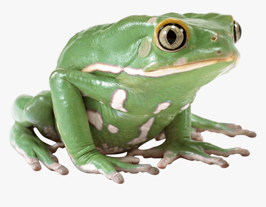 Free Png Images - Its Thursday My Dude, Transparent Png