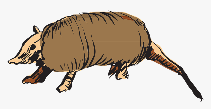 Armadillo .png, Transparent Png