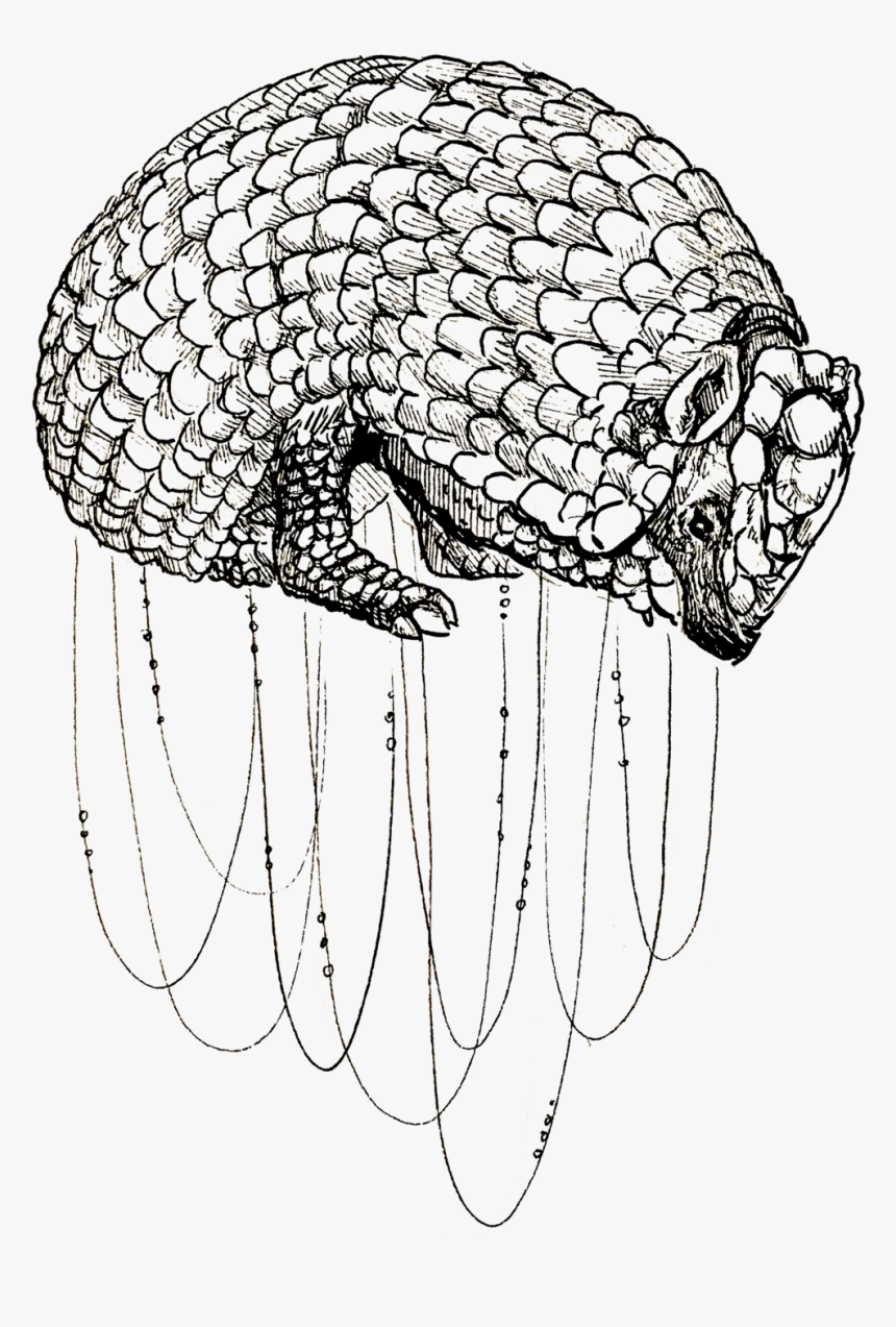 Armadillo, HD Png Download