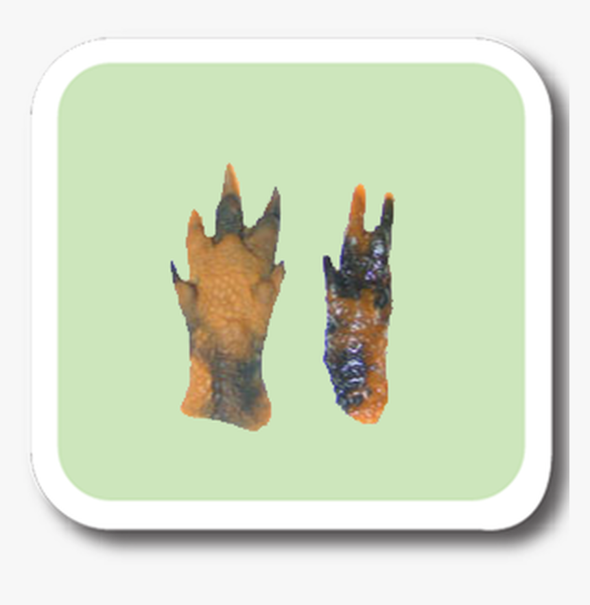 Armadillo Replitrack - Red Fox, HD Png Download