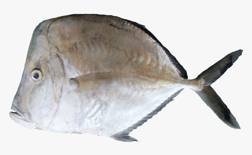 Cara E Caballo - Atún Medregal, HD Png Download