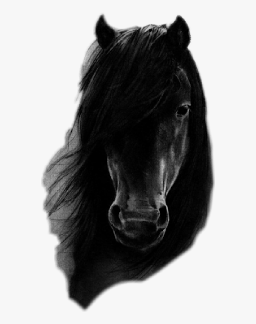 #caballo #negro #caballonegro #freetoedit - Black Horse Drawing, HD Png Download