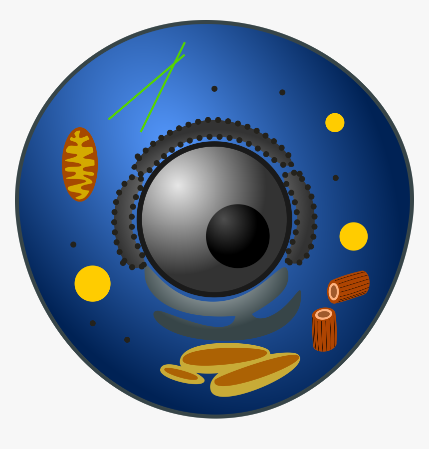 8 Months Old Today, HD Png Download