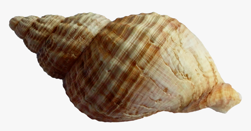 Shell Png , Png Download - Shell Png, Transparent Png