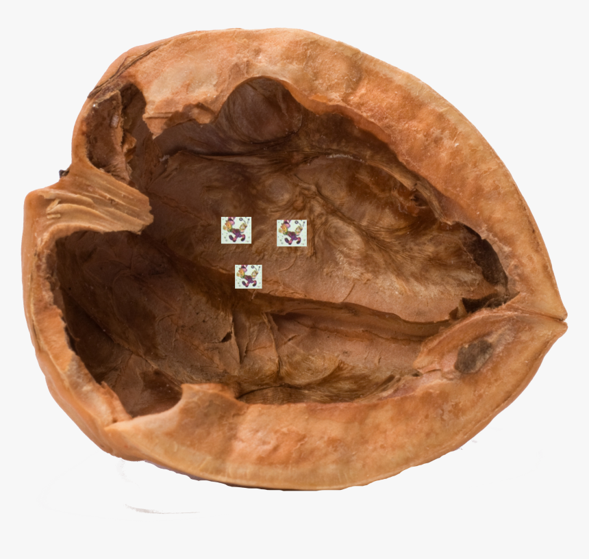 Nutshell Free, HD Png Download