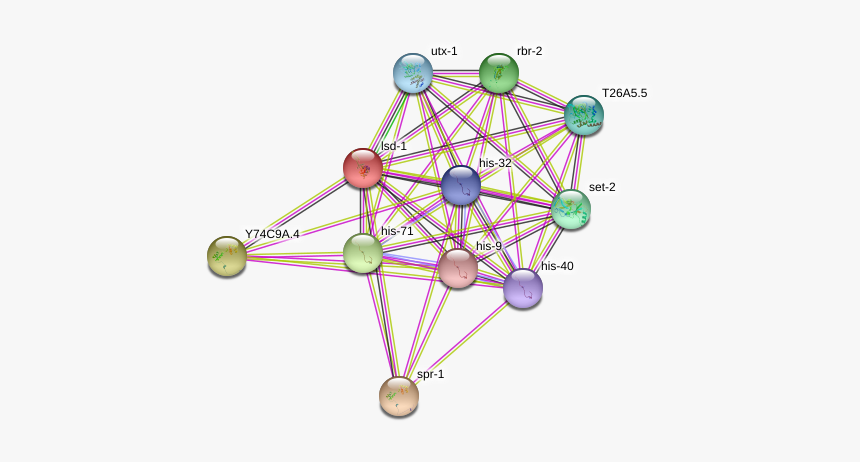 Lsd-1 Protein - Circle, HD Png Download