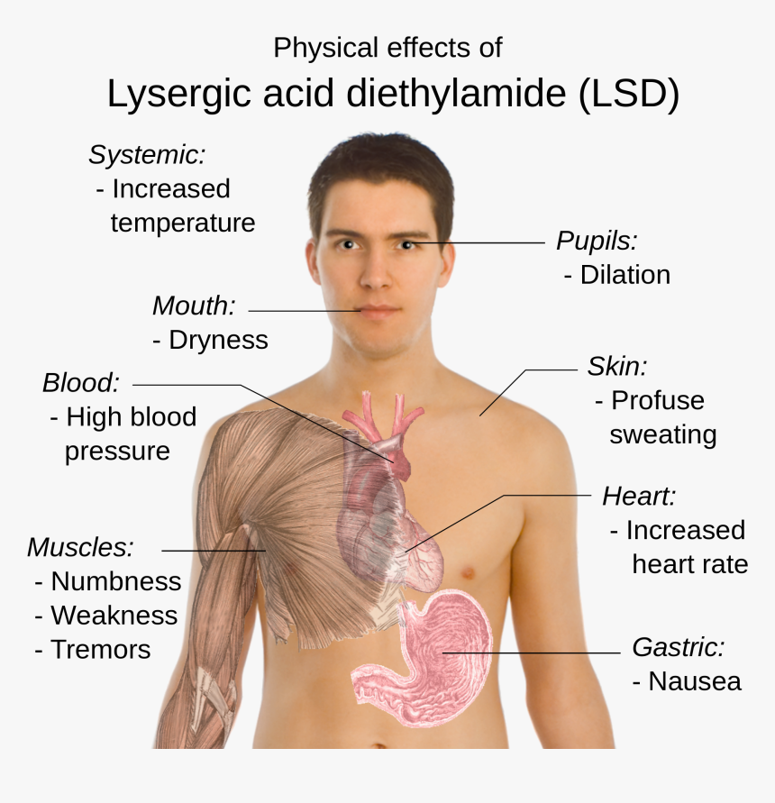 2000px Possible Physical Effects Of Lysergic Acid Diethylamide - Does Lsd Affect The Body, HD Png Download