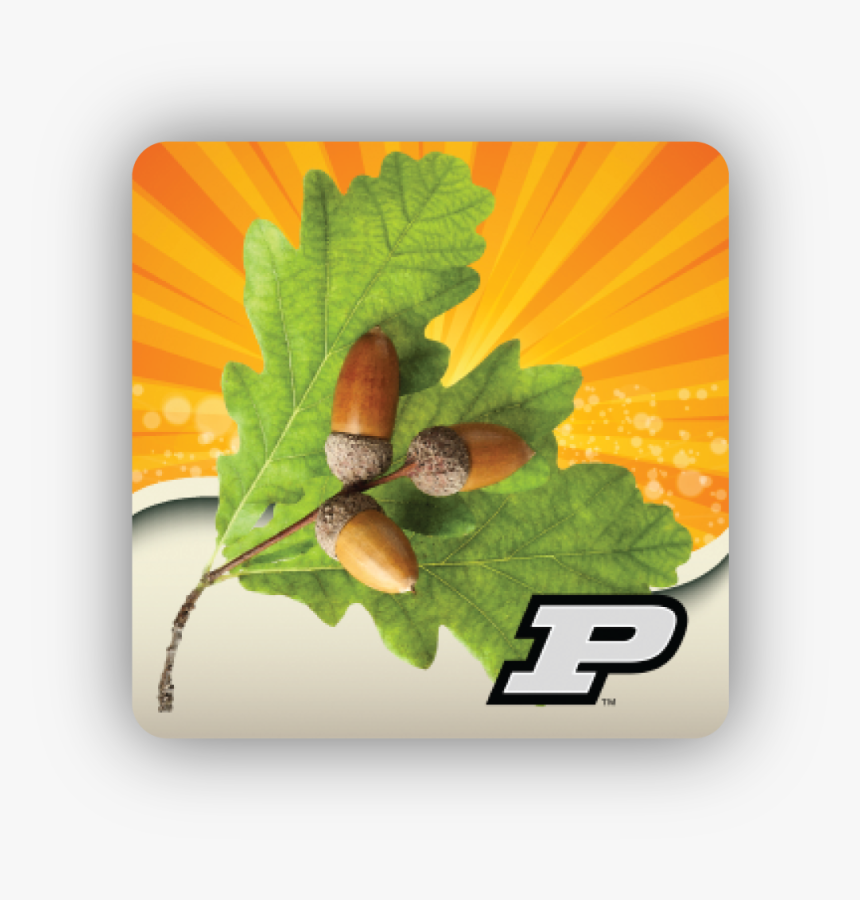 Purdue, HD Png Download