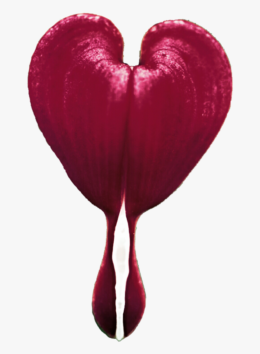 Thumb Image - Transparent Bleeding Heart Flower, HD Png Download