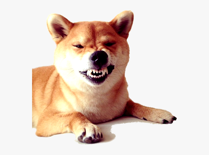 Transparent Shiba Inu Clipart - Doge Snarling, HD Png Download