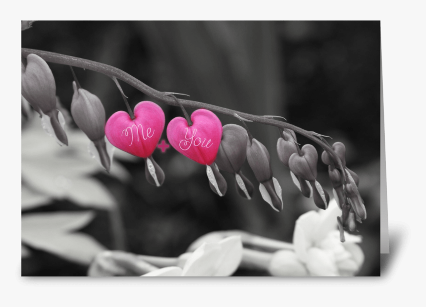 Bleeding Hearts Greeting Card - Close-up, HD Png Download