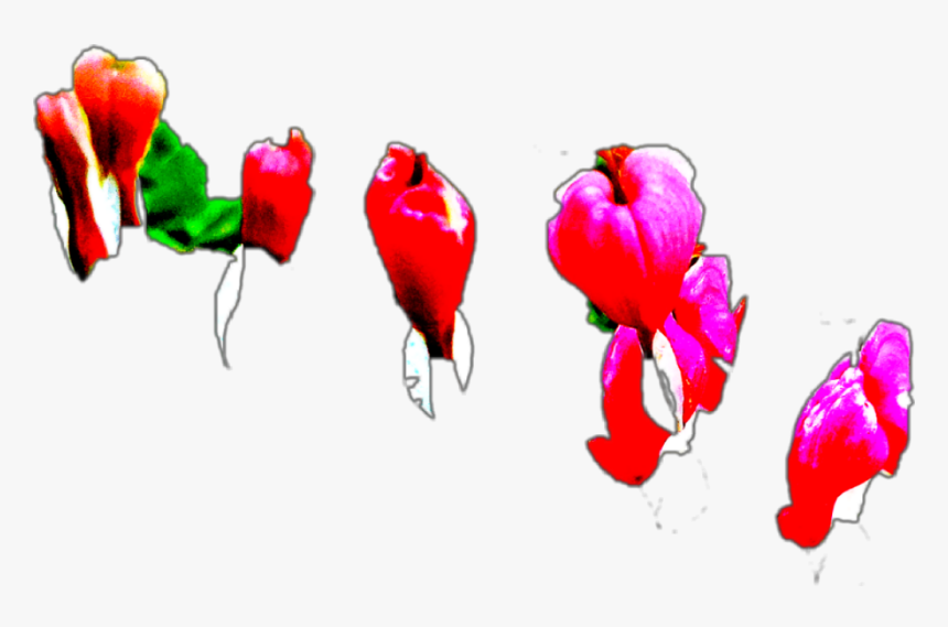 #bleeding Hearts - Illustration, HD Png Download