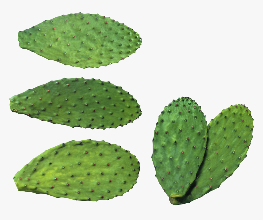 Cactus Plates Png Image - สาร สกัด จาก กระบองเพชร, Transparent Png