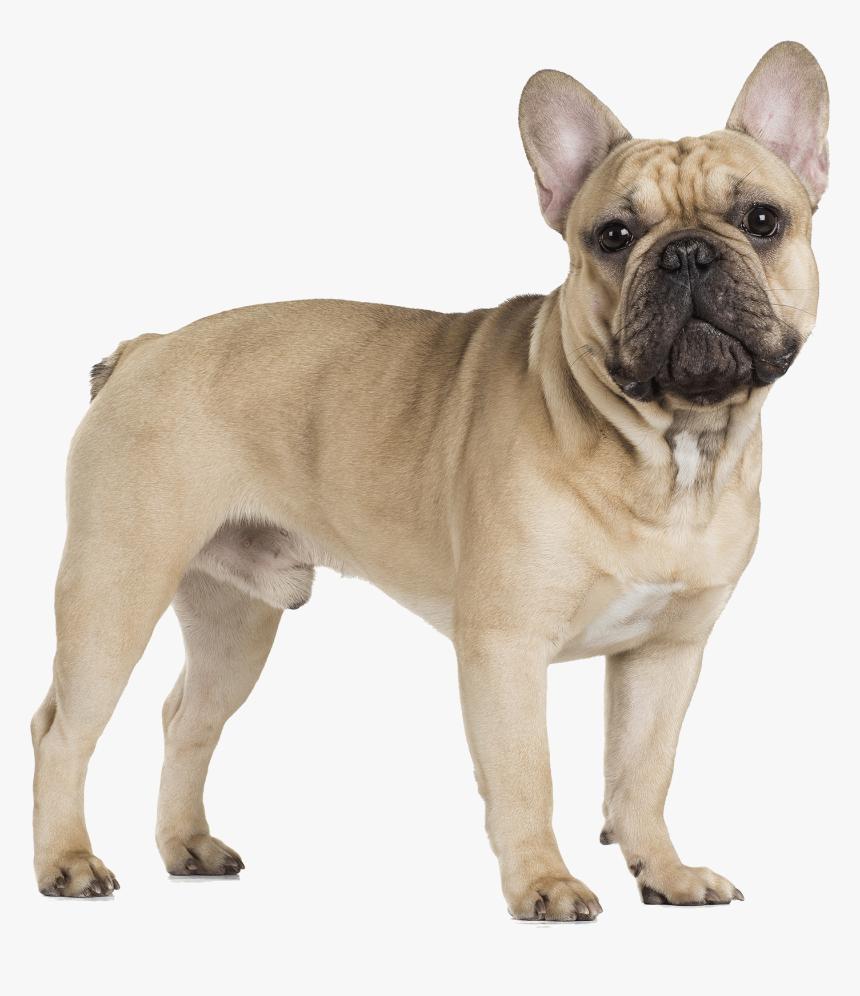 Thumb Image - French Bull Dog Png, Transparent Png