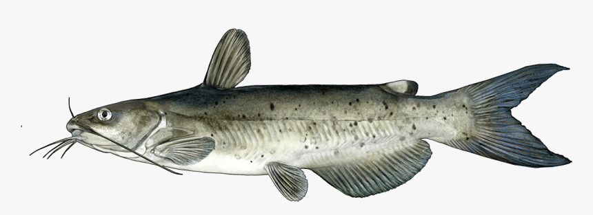 Cat Fish, HD Png Download